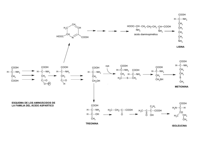 Amino cooh h2n group acid structure carboxyl side carbon proteins enzymes ppt powerpoint presentation chain