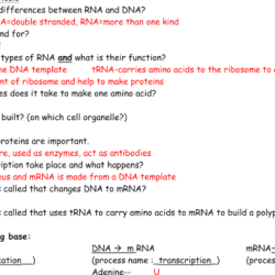 Building dna gizmo assessment answers