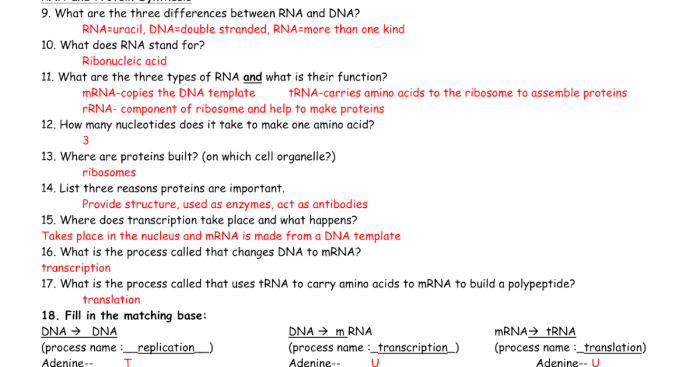 Building dna gizmo assessment answers