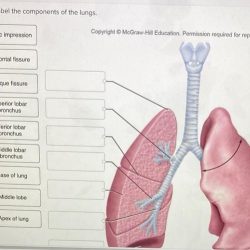 Correctly lungs components label adjust problems points award pdf reached ve end preview