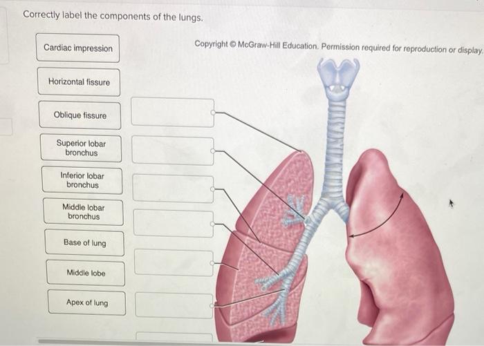 Correctly lungs components label adjust problems points award pdf reached ve end preview