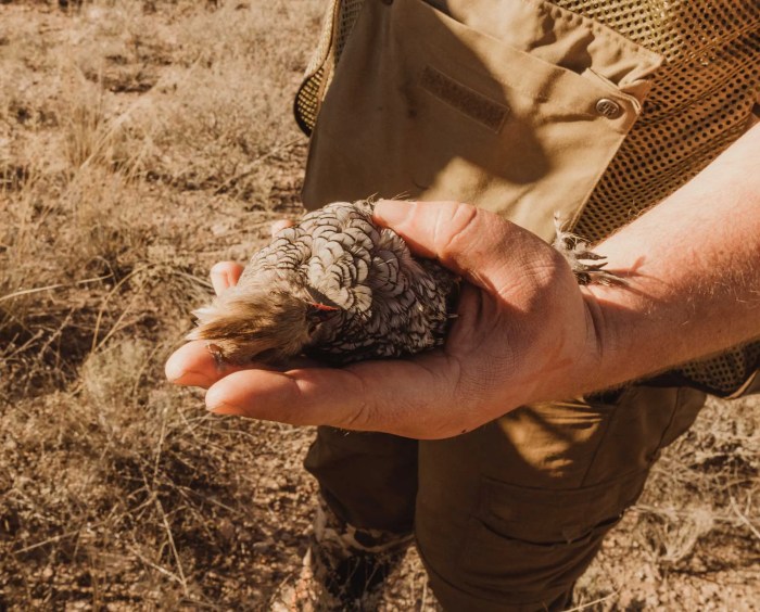 Best chokes for quail hunting