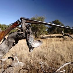 Best chokes for quail hunting