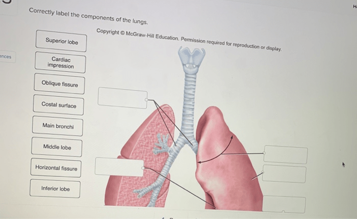 Correctly label the components of the lungs