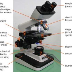 Openstax microbiology test bank pdf