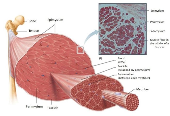 Microscopic anatomy and organization of skeletal muscle review sheet 11