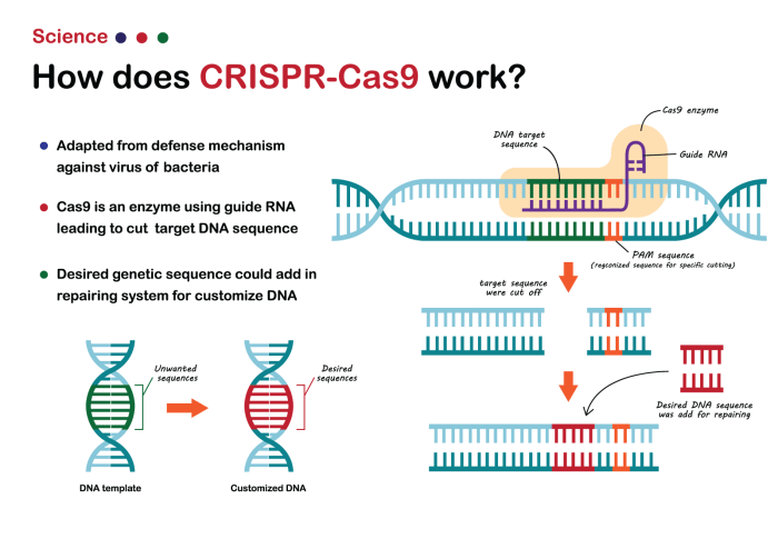 Building a paper model of crispr-cas9 answer key