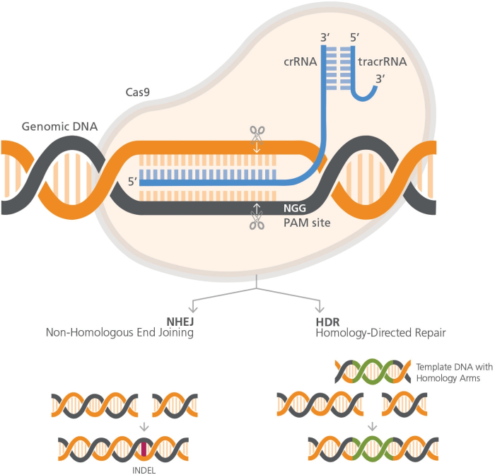 Cas9 crispr introduction