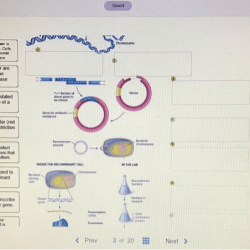 Cloning steps transformation sequencing bacteria colonies ligation