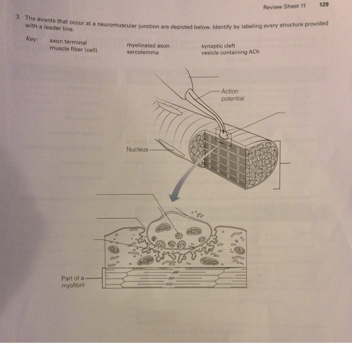 Microscopic anatomy and organization of skeletal muscle review sheet 11