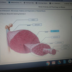 Microscopic anatomy and organization of skeletal muscle review sheet 11