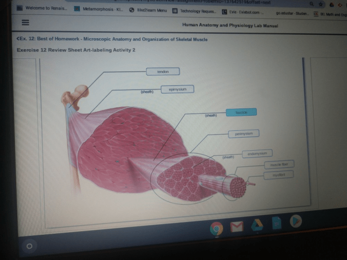 Microscopic anatomy and organization of skeletal muscle review sheet 11