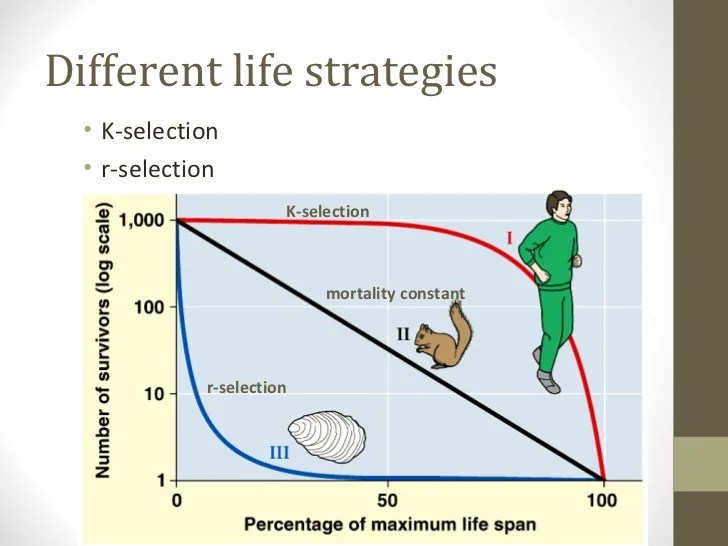 K and r reproductive strategies worksheet answers